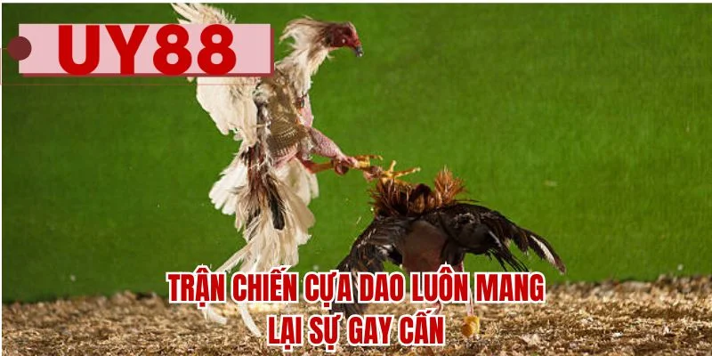Trận chiến cựa dao luôn mang lại sự gay cấn